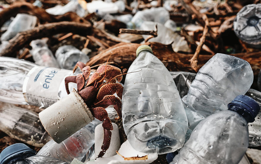 (Fonte: Matt Sharp/The Ocean Photography Awards)