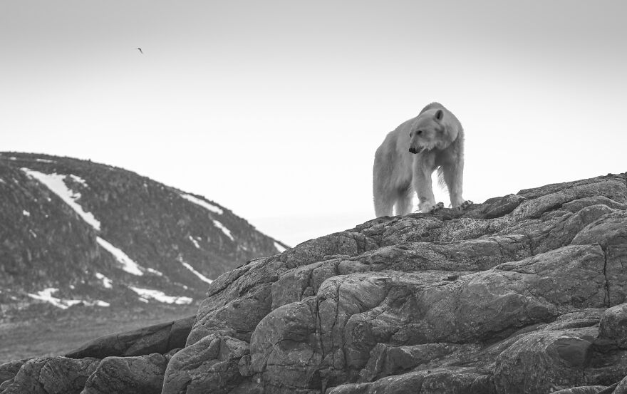 (Fonte: Martin Berg/The Ocean Photography Awards)