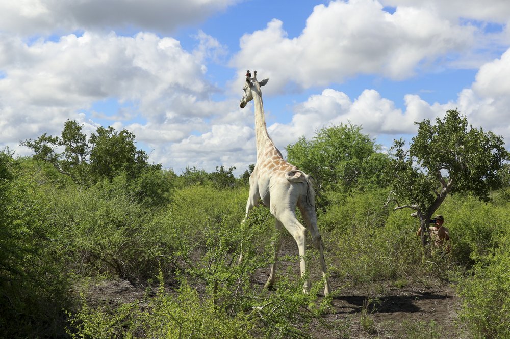 (Fonte: Ishaqbini Community Conservancy)