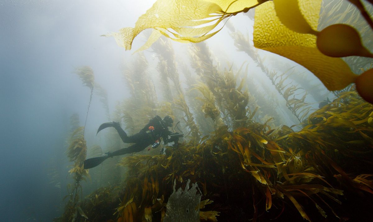 (Fonte: Roger Horrocks/National Geographic)