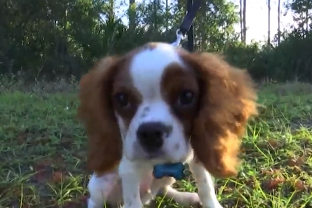 Gunner, de 3 meses, foi salvo de um ataque de jacaré pelo dono de 74 anos.