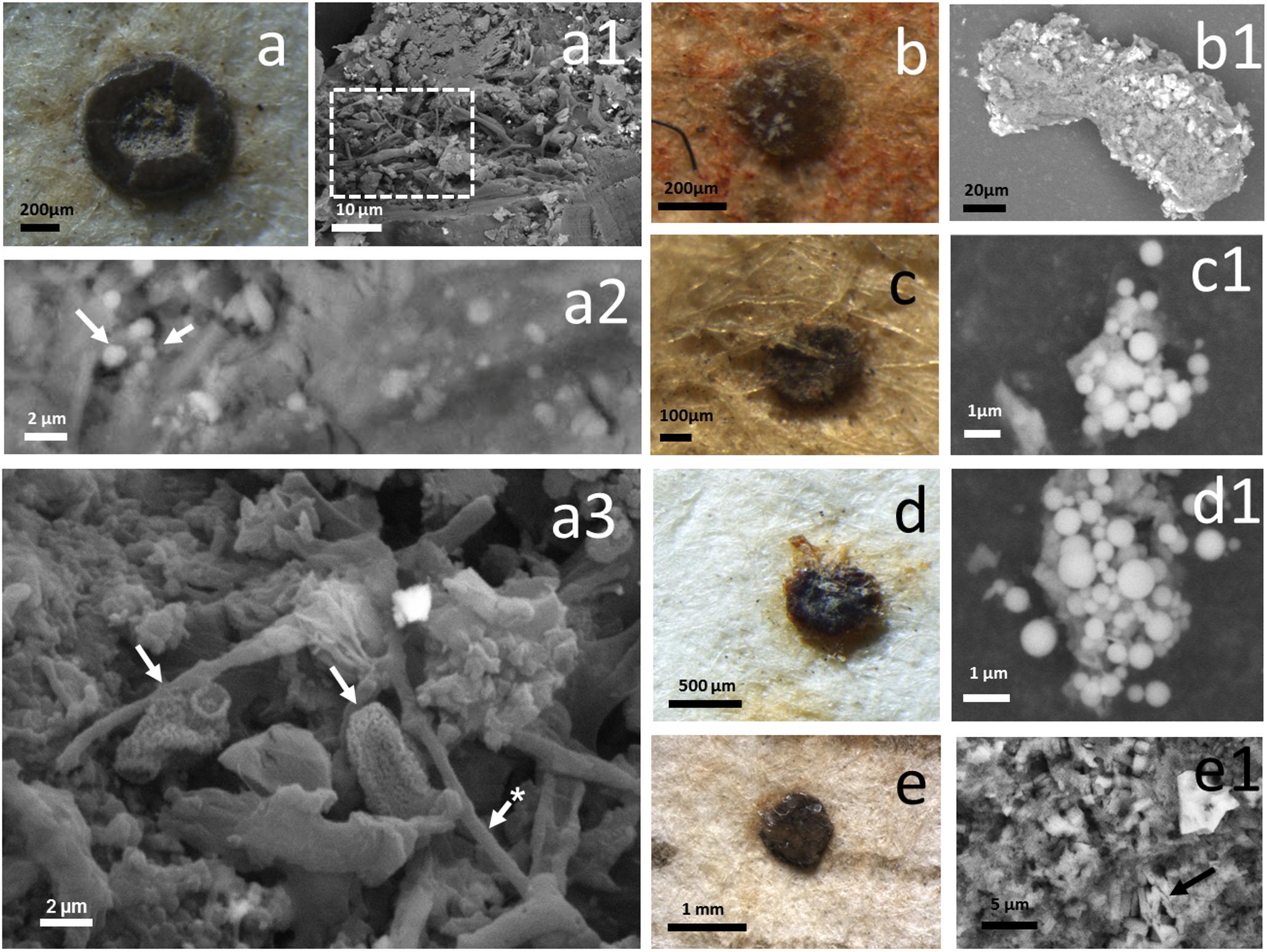 (Fonte: Guadalupe Piñar / Frontiers in Microbiology)