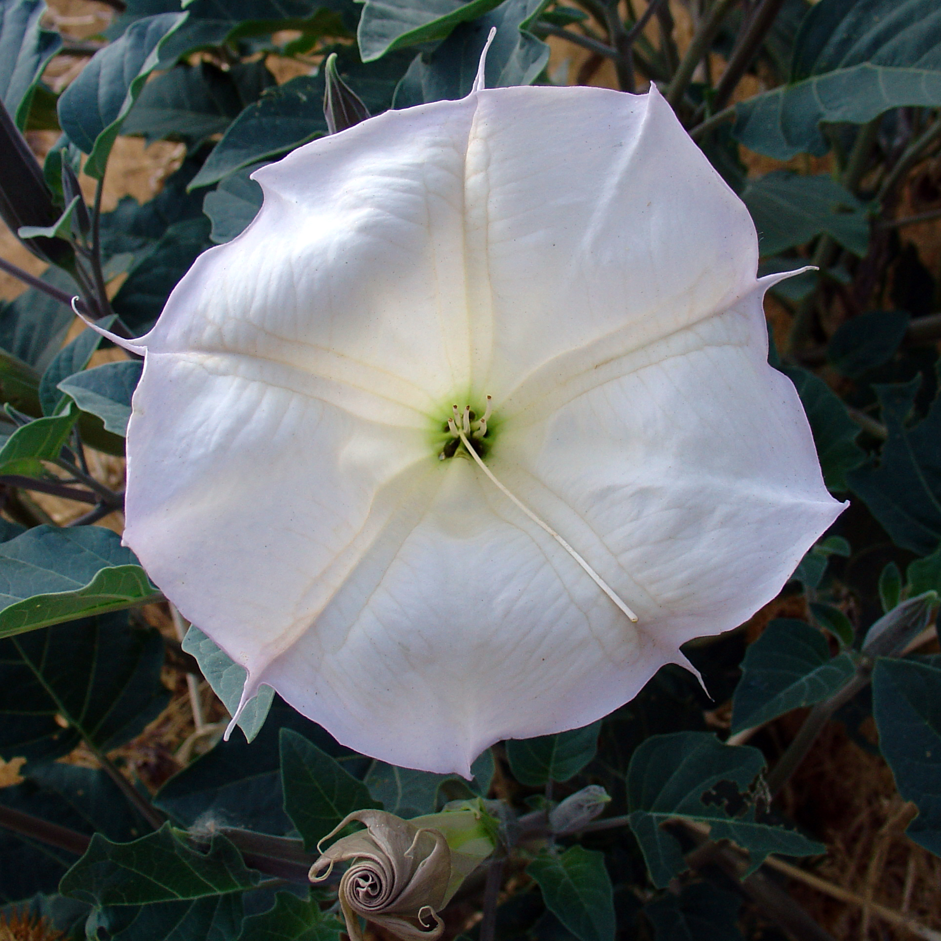 A Datura desabrocha apenas ao anoitecer, e ao amanhecer é polonizada pela mariposa-falcão.