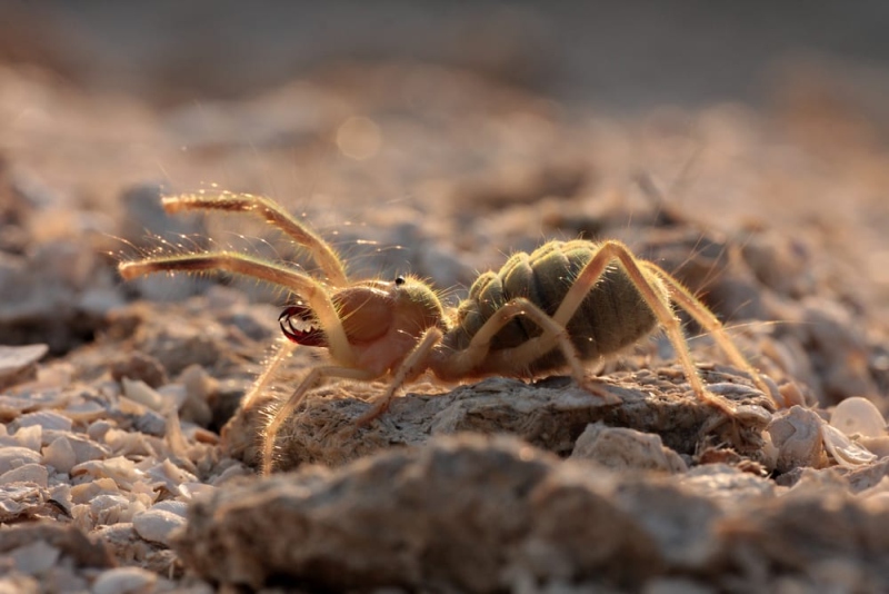 Aranha-camelo