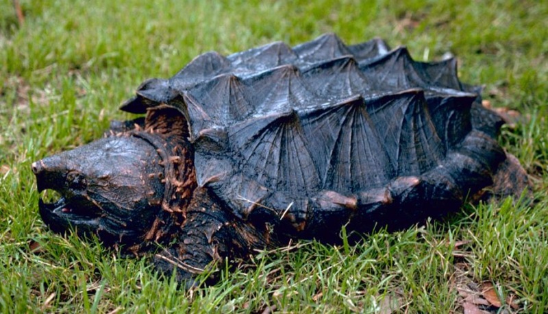 Tartaruga-aligator