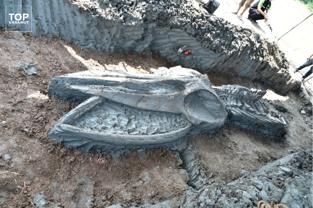 Esqueleto de baleia de Bryde encontrado na Tailândia