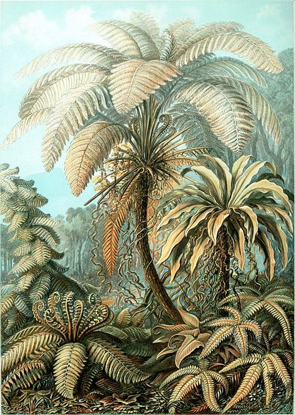 (Fonte: Wikimedia Commons/Reprodução)