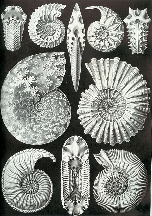 (Fonte: Wikimedia Commons/Reprodução)