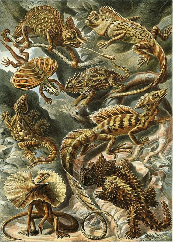 (Fonte: Wikimedia Commons/Reprodução)