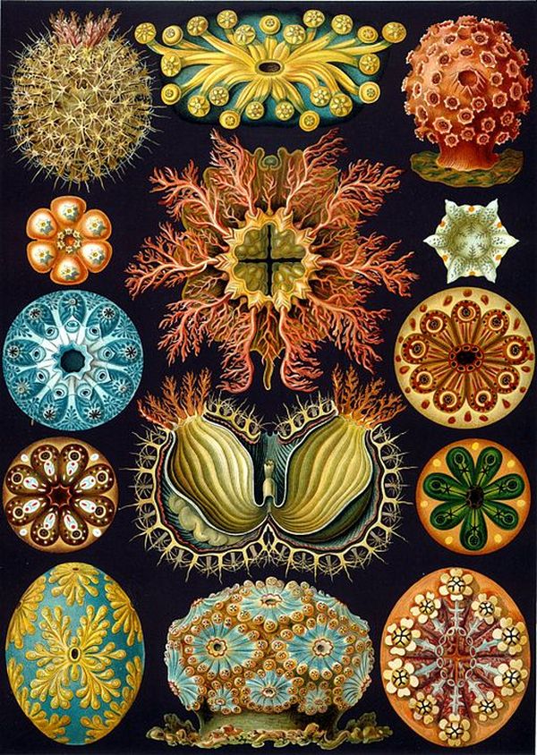 (Fonte: Wikimedia Commons/Reprodução)