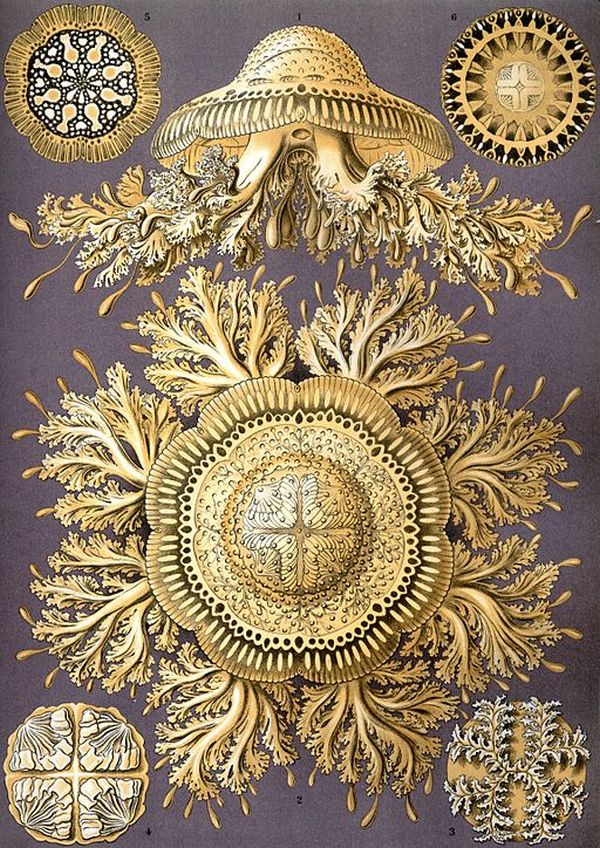 (Fonte: Wikimedia Commons/Reprodução)