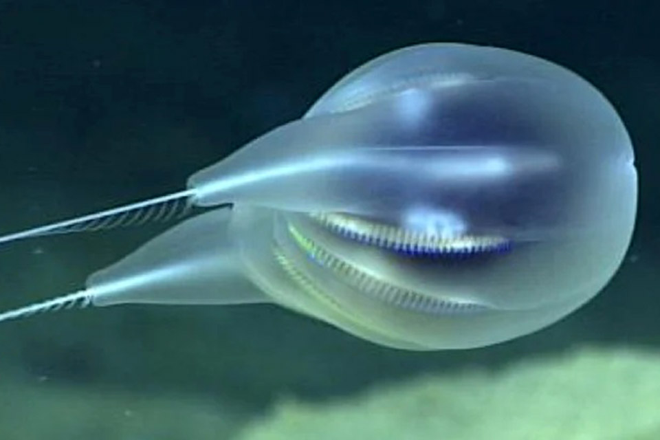 Nova espécie de animal aquático é reconhecida com base em vídeos