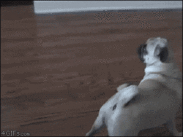 (Fonte: Giphy)