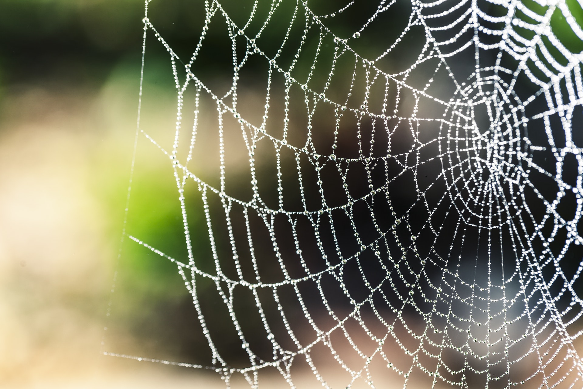 Na ausência de gravidade, as aranhas podem usar fontes de luz como um guia para criar suas teias.  (Fonte: Pexels)