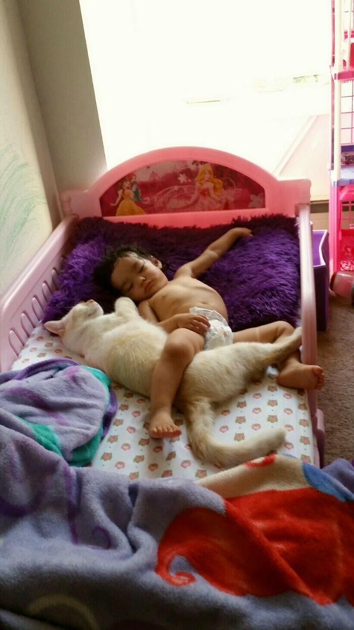 (Fonte: CatLovingCatlady / Reprodução)