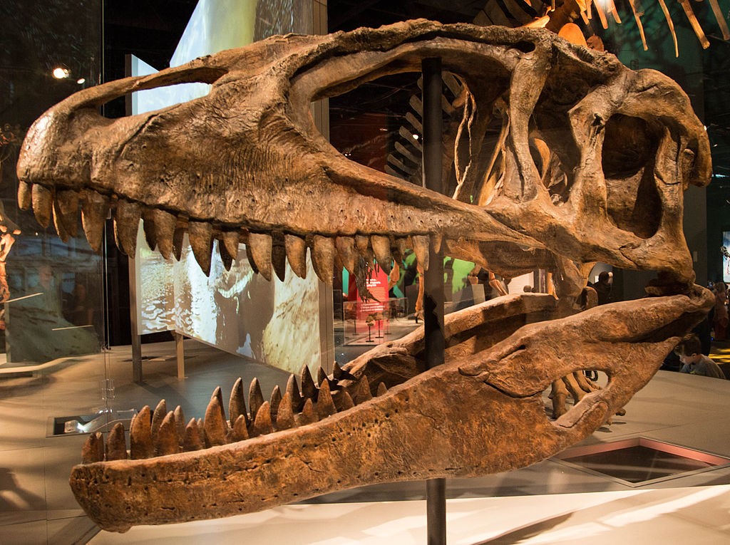 O carcarodontossauro é só um dos adoráveis bichinhos que tornam o Saara de 100 milhões de anos atrás o lugar mais perigoso da história (Fonte: MegaCurioso/Reprodução)