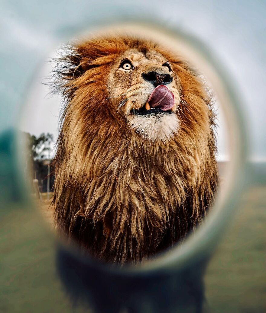 Fonte: Simon Needham/Bored Panda