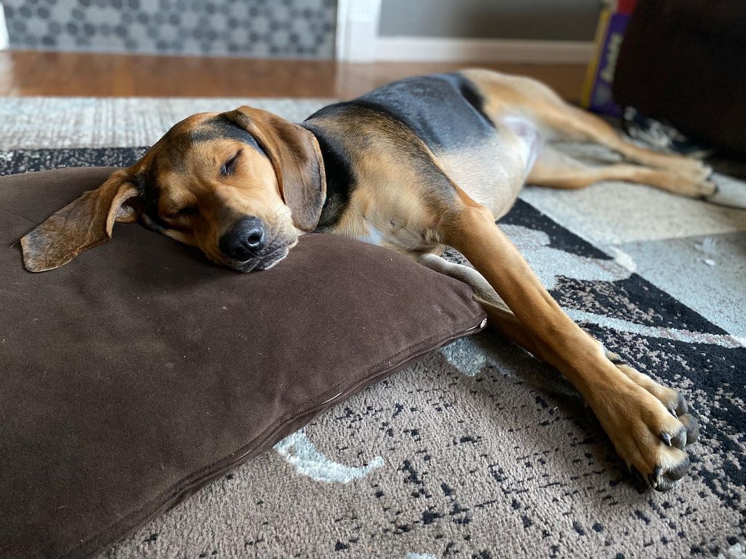 Olhando assim, ela até parece apenas uma cachorrinha inocente, né? (Fonte: @pennythecoonhound/Instagram)