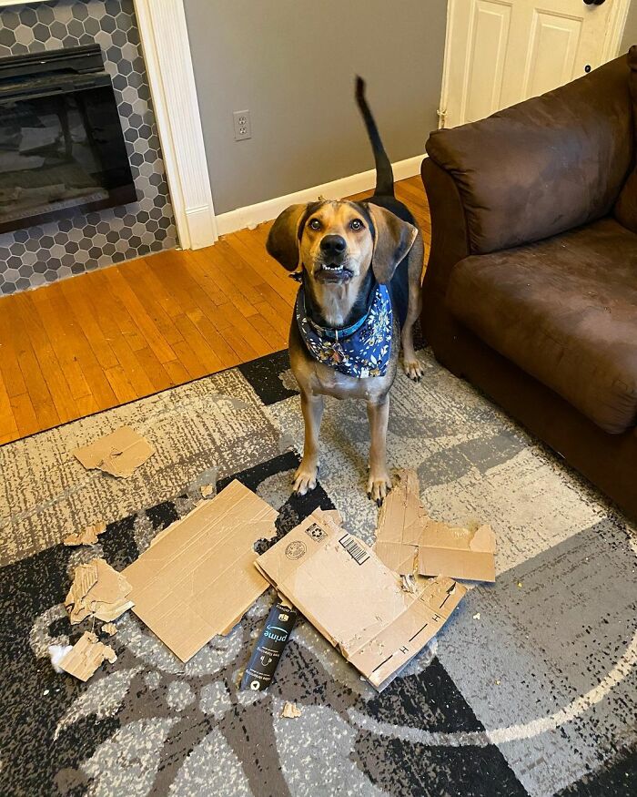 Mas não se engane: Penny é super bagunceira (Fonte: @pennythecoonhound/Instagram)