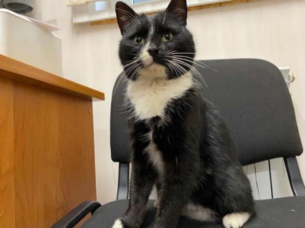 O gatinho no escritório da ministra do Meio Ambiente.