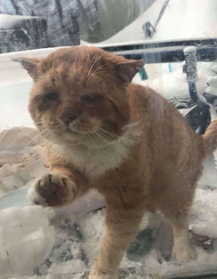 Fonte: One cat at time/Facebook/Reprodução