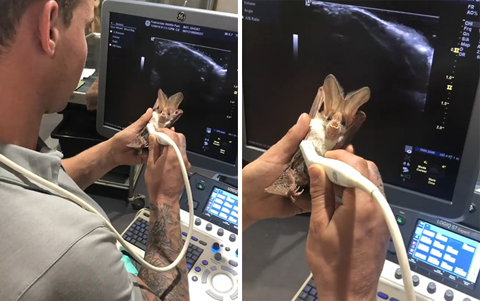 (Fonte: Instagram - Zookeeper Chad/Reprodução)