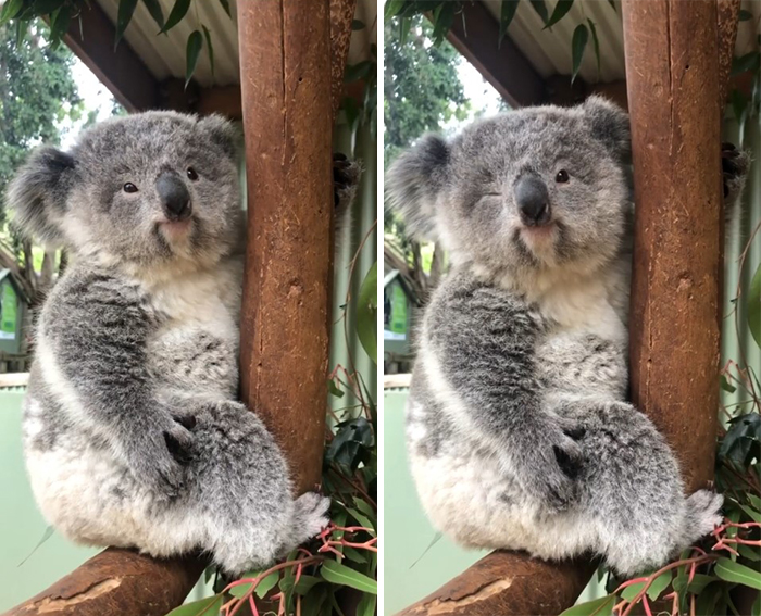 (Fonte: Instagram - Zookeeper Chad/Reprodução)