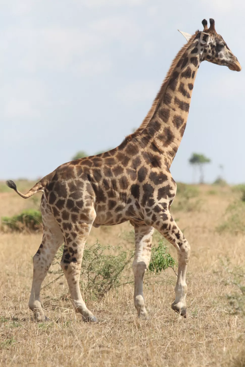 Fonte: Michael Brown / Giraffe Conservation Foundation/Reprodução