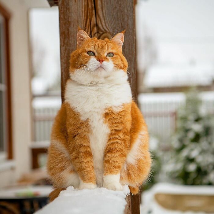 (Fonte: Instagram - Cute Snow Ginger Cat/Reprodução)