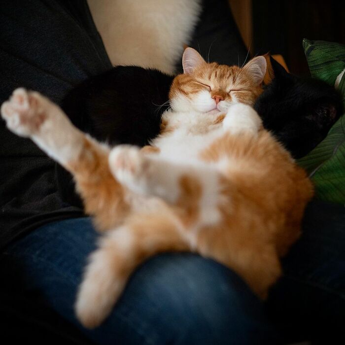 (Fonte: Instagram - Cute Snow Ginger Cat/Reprodução)
