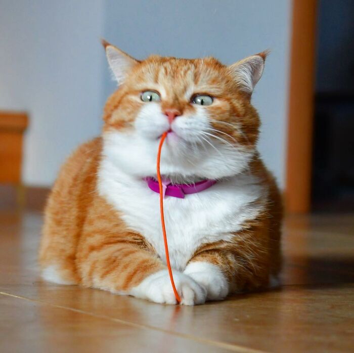 (Fonte: Instagram - Cute Snow Ginger Cat/Reprodução)