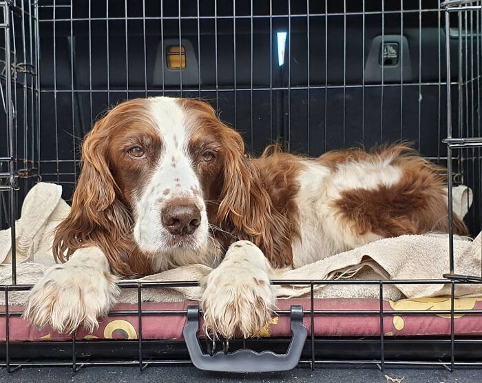 Fonte: @spikethespringer/Instagram