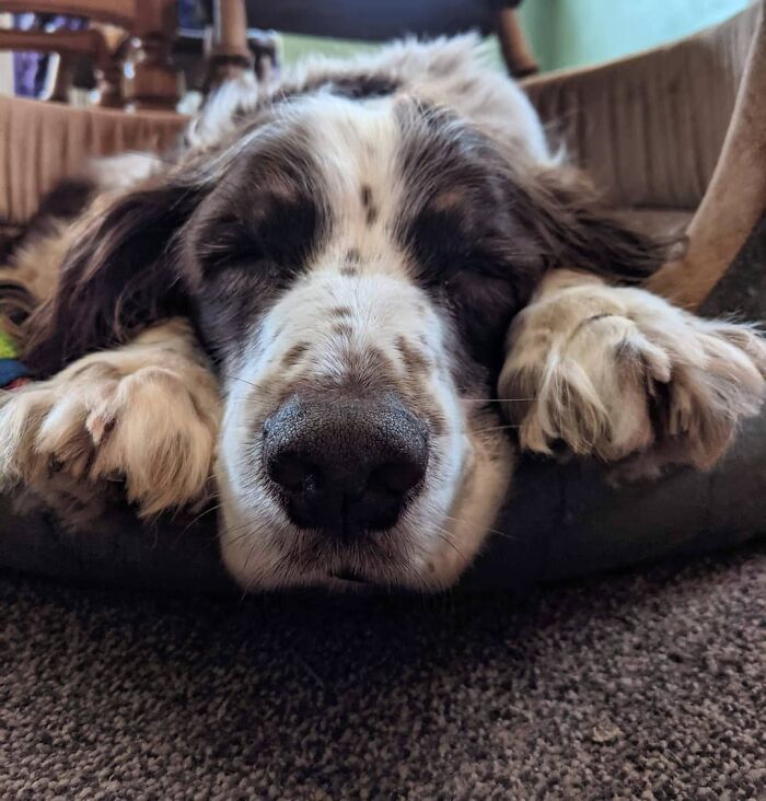 Fonte: @spikethespringer/Instagram