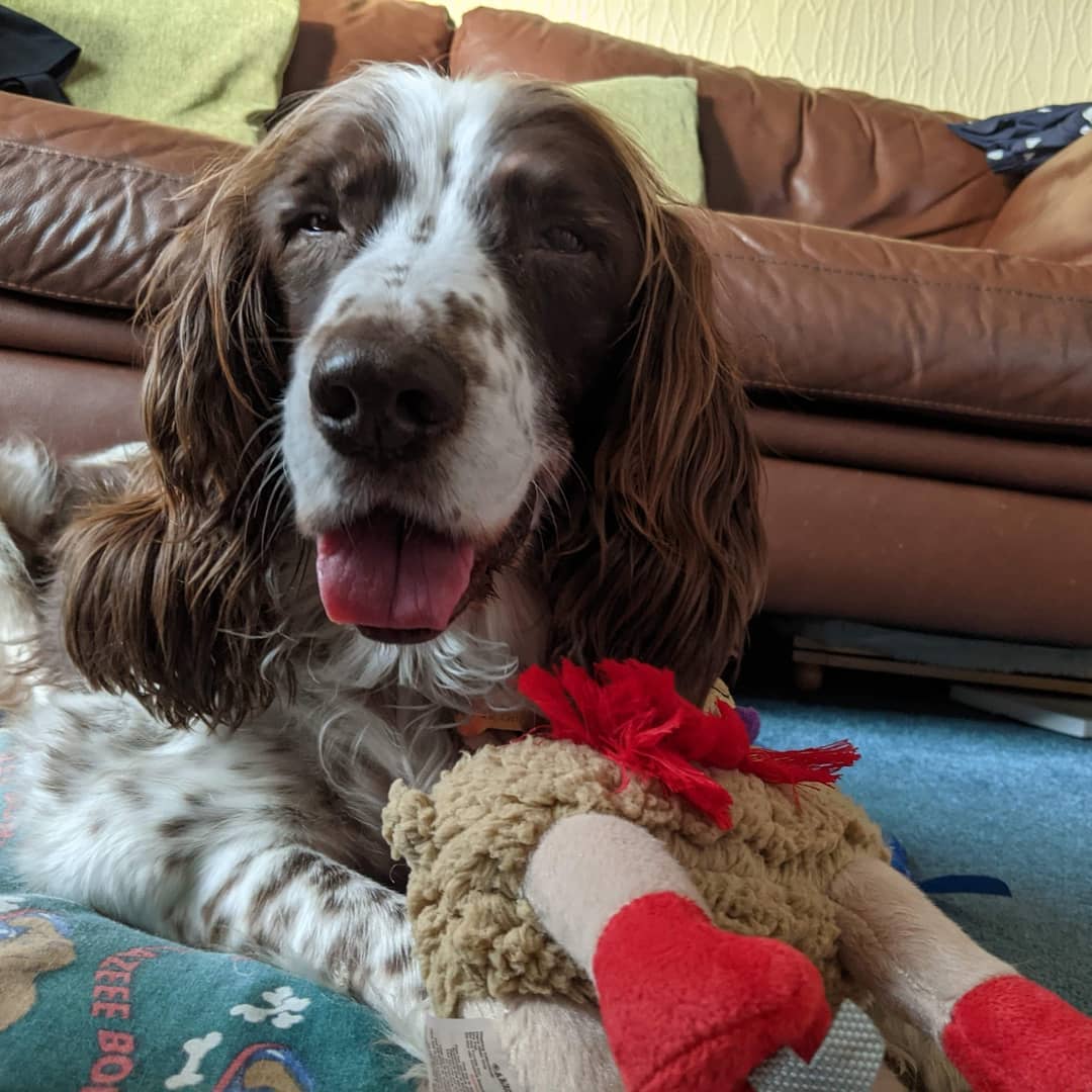 @spikethespringer/Instagram