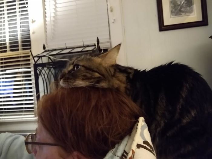 Esse felino aqui é a melhor companhia para maranotar diversas séries, não é mesmo?