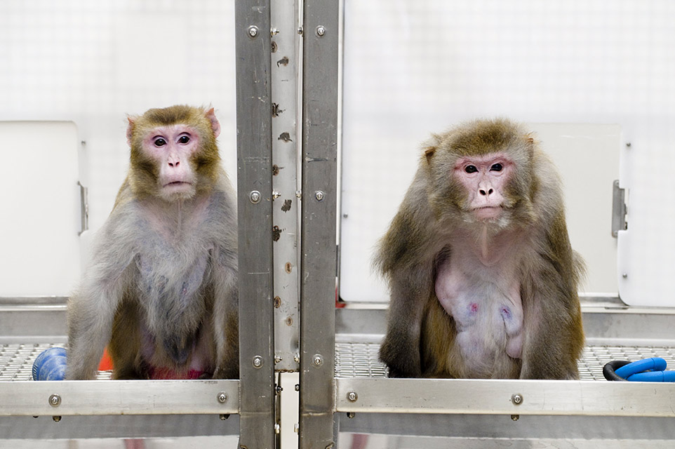 Neuralink: macaco joga videogame com chip implantado no cérebro