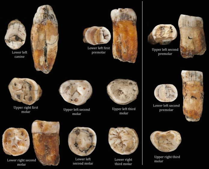 Teeth of hybrid individuals found in La Cotte de St Brelade