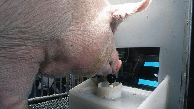 Porcos conseguem jogar videogame utilizando o focinho