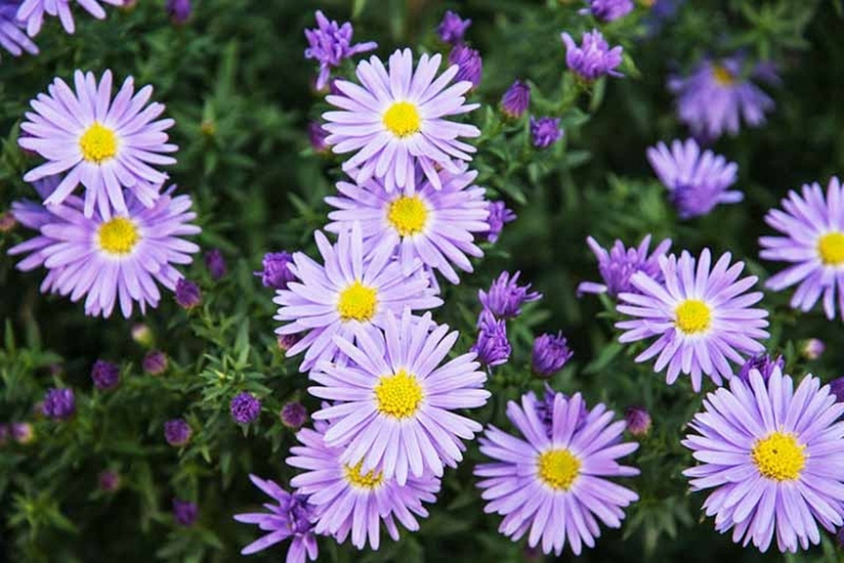 Por que uma flor da Wikipédia tem 90 milhões de acessos por dia?