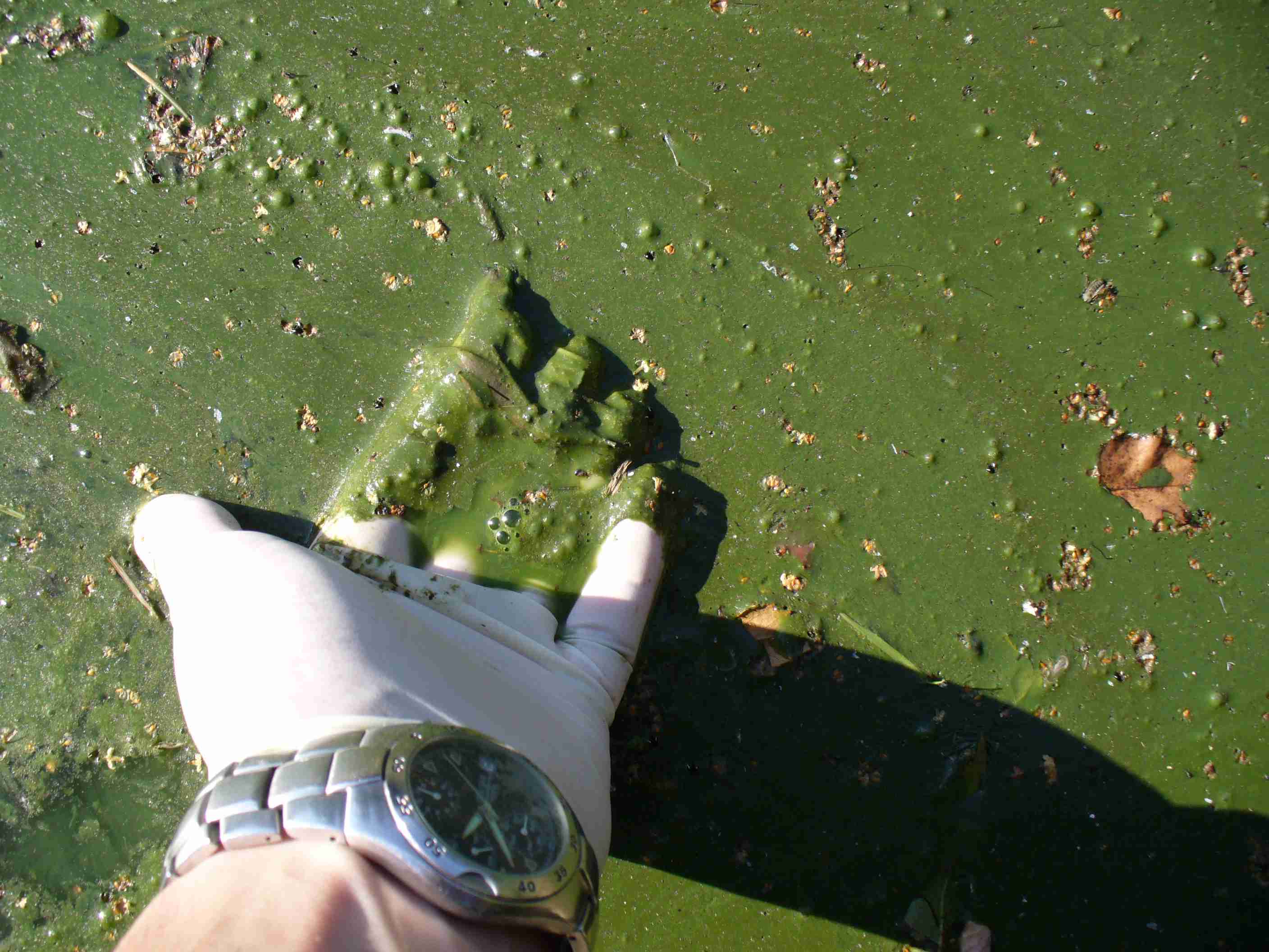 Cyanobacteria found in lakes can assist missions to Mars.