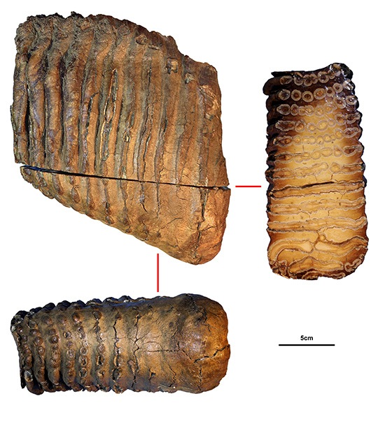 The teeth of the 1.2 million-year-old mammoth, a species hitherto unknown.