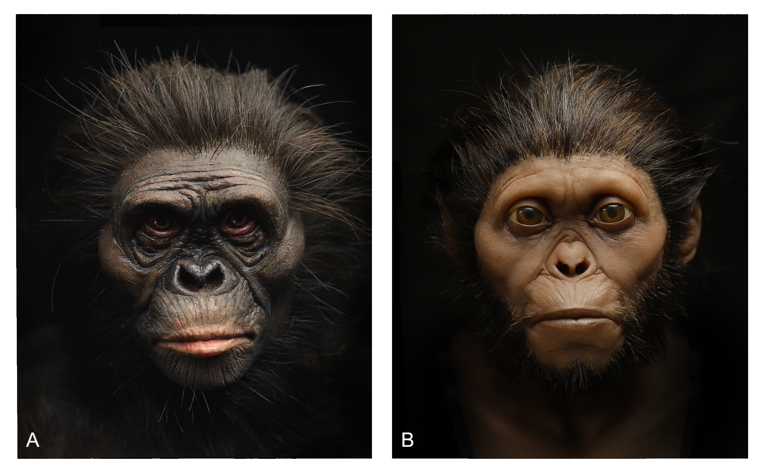 New reconstructions of Lucy (figure A) and Taung (figure B)
