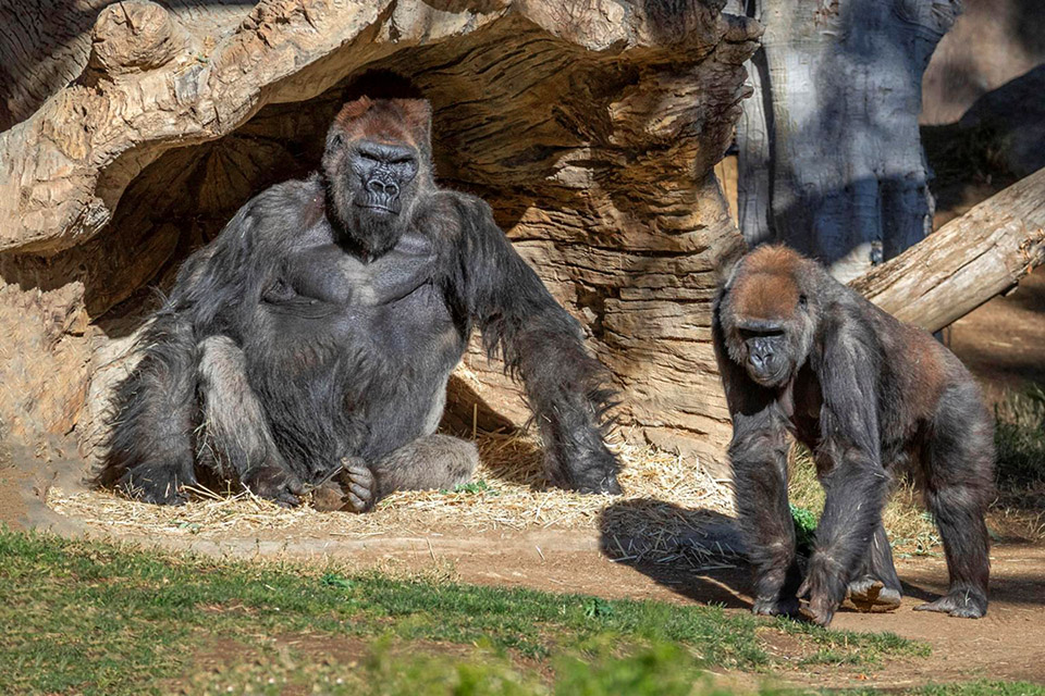 Gorilas são os primeiros não-humanos a se vacinar contra a covid