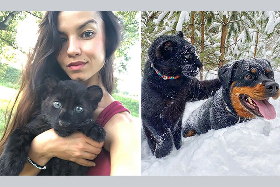 Pantera abandonada pela mãe é criada por mulher e um rottweiler