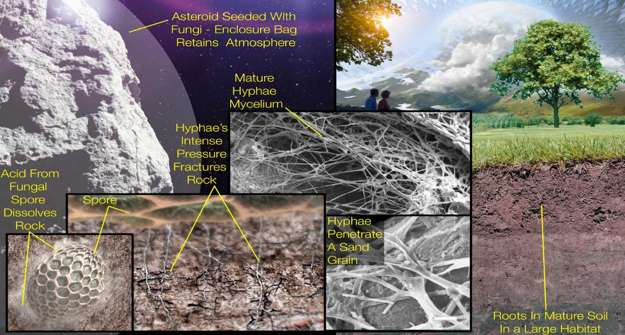 Making Soil for Space Habitats by Seeding Asteroids with Fungi