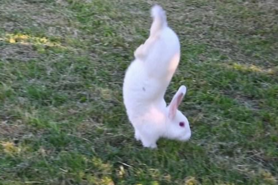 Mutação levou coelhos a andar sobre as patas dianteiras