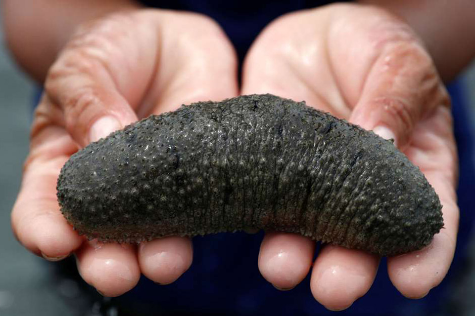 Pepinos-do-mar: por que essa 'iguaria' marítima é tão cara?