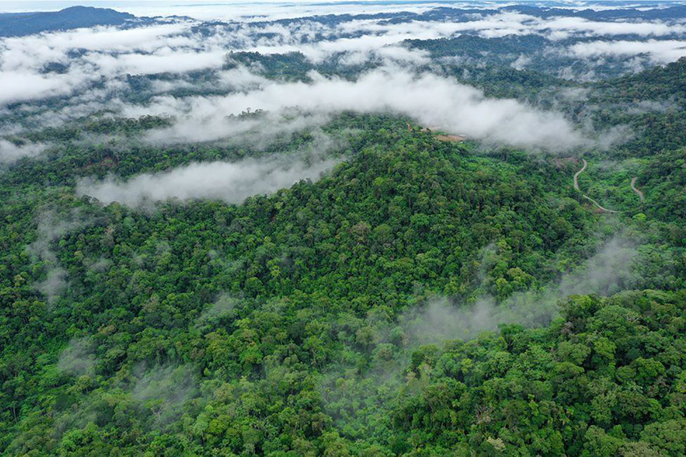 Meteoro que extinguiu dinossauros deu origem à floresta amazônica