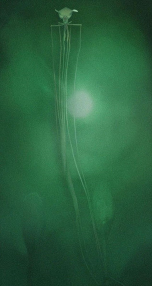 Imagem da lula gigante, capturada no Golfo do México em 2013. Avistamentos como esse são extremamente raros.