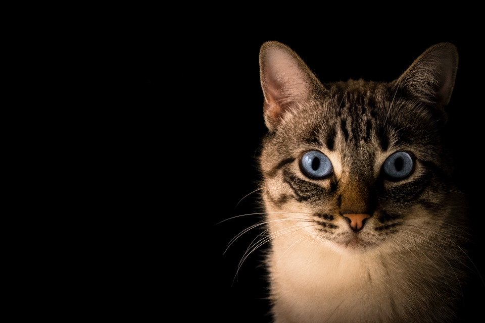 Estudo mostra mais casos de covid passados de humanos para gatos